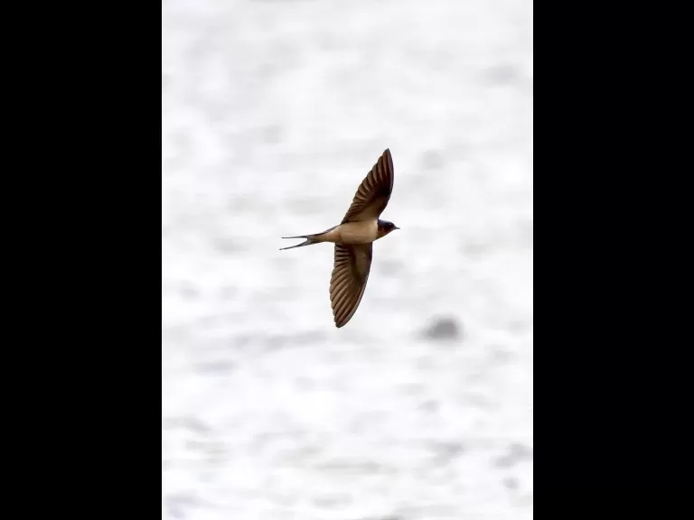 A barn swallow at Hager Pond in Marlborough, photographed by Steve Forman.