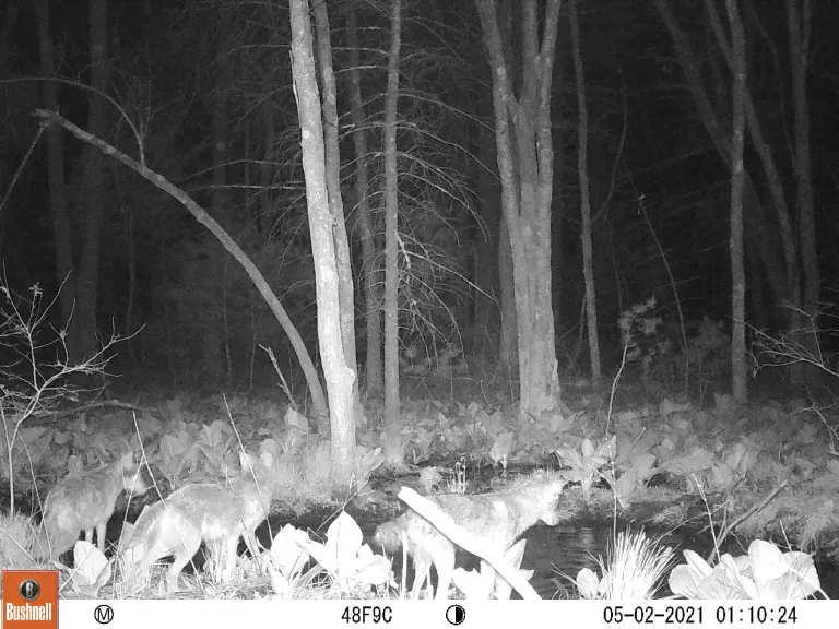 Coyotes at SVT's Memorial Forest in Sudbury, photographed with an automatically triggered wildlife camera by Craig Smith.