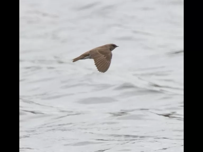 A barn swallow at Hager Pond in Marlborough, photographed by Steve Forman.