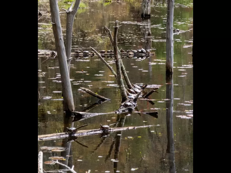 Painted turtles at Assabet River National Wildlife Refuge, photographed by Wayne Hall.