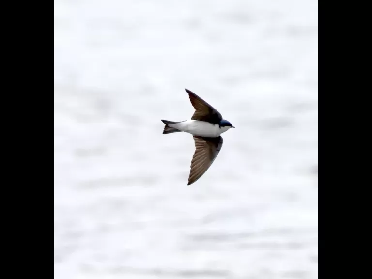 A barn swallow at Hager Pond in Marlborough, photographed by Steve Forman.