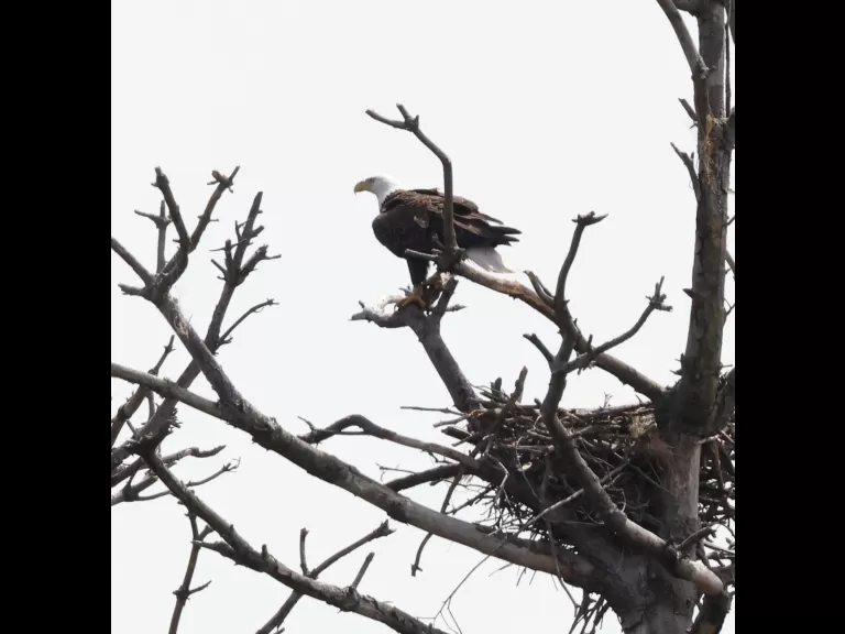 A bald eagle at the Sudbury Reservoir in Southborough, photographed by Steve Forman.
