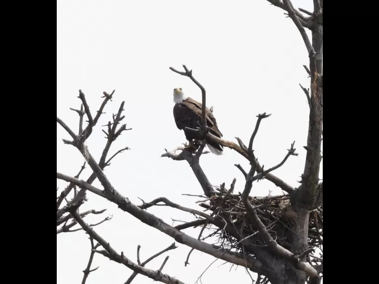 A bald eagle at the Sudbury Reservoir in Southborough, photographed by Steve Forman.