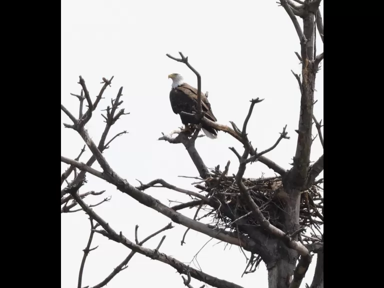 A bald eagle at the Sudbury Reservoir in Southborough, photographed by Steve Forman.