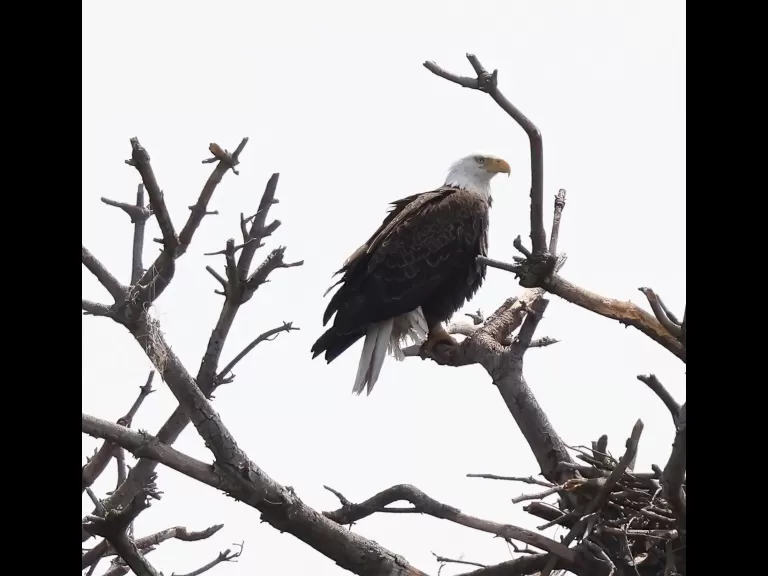 A bald eagle at the Sudbury Reservoir in Southborough, photographed by Steve Forman.
