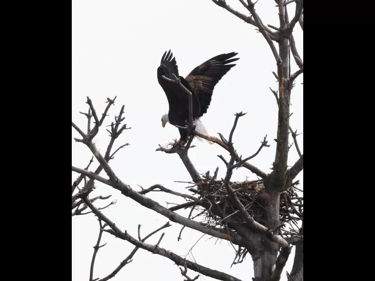 A bald eagle at the Sudbury Reservoir in Southborough, photographed by Steve Forman.