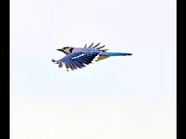 A blue jay at Breakneck Hill Conservation Land in Southborough, photographed by Steve Forman.