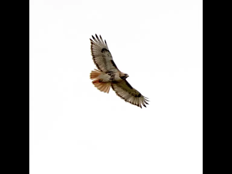 A blue jay at Breakneck Hill Conservation Land in Southborough, photographed by Steve Forman.