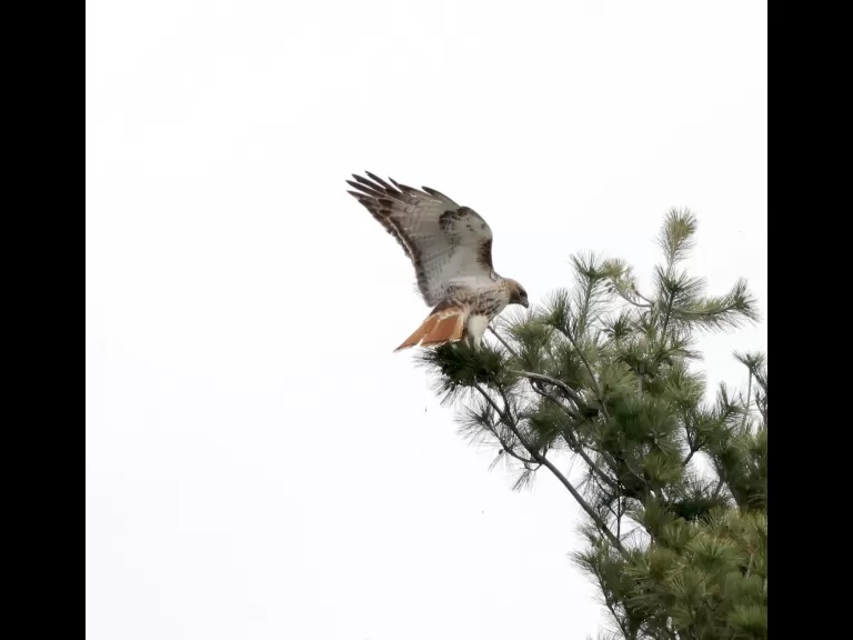 A blue jay at Breakneck Hill Conservation Land in Southborough, photographed by Steve Forman.