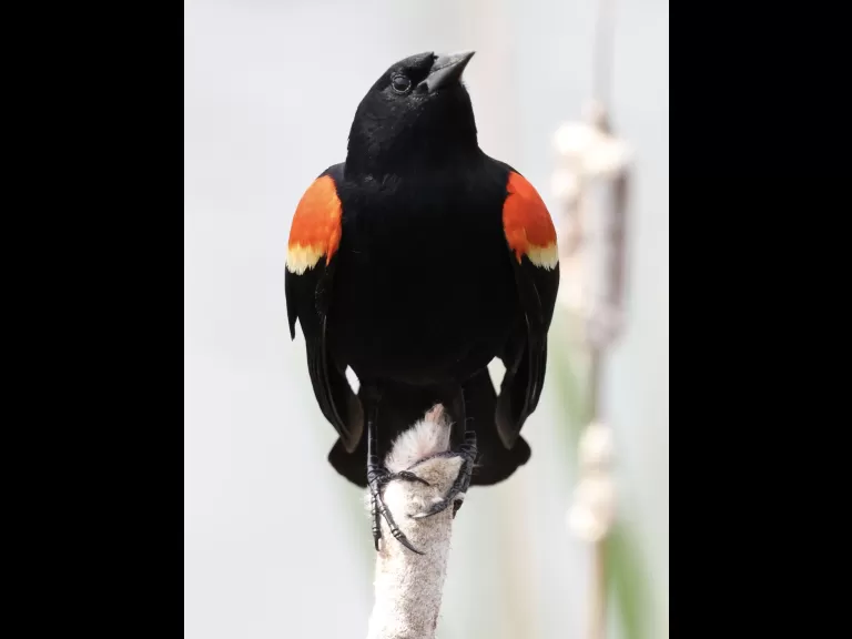 A red-winged blackbird at Farm Pond in Framingham, photographed by Steve Forman.