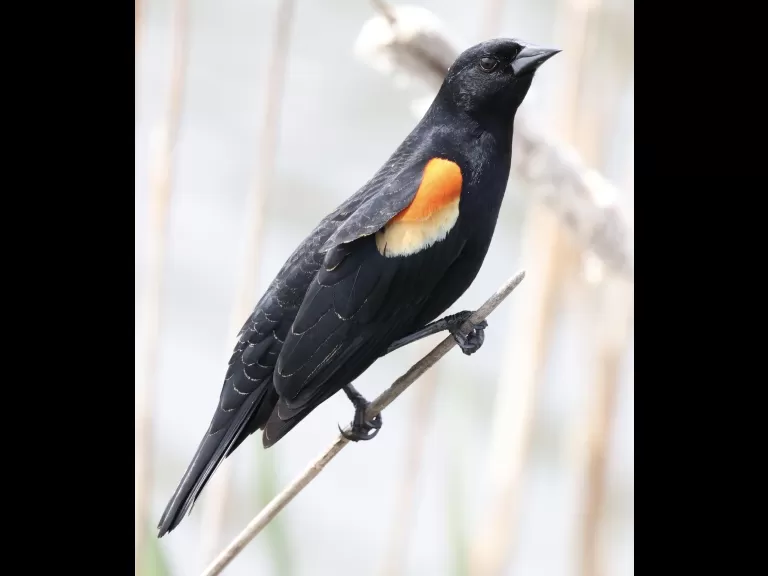 A red-winged blackbird at Farm Pond in Framingham, photographed by Steve Forman.