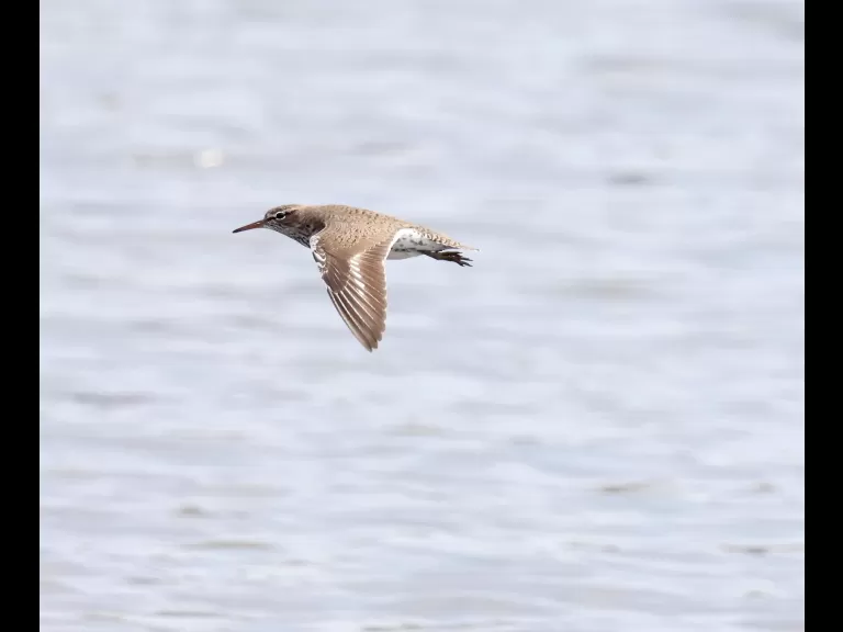 A red-winged blackbird at Farm Pond in Framingham, photographed by Steve Forman.