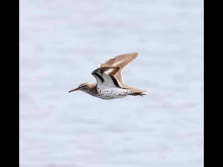 A red-winged blackbird at Farm Pond in Framingham, photographed by Steve Forman.