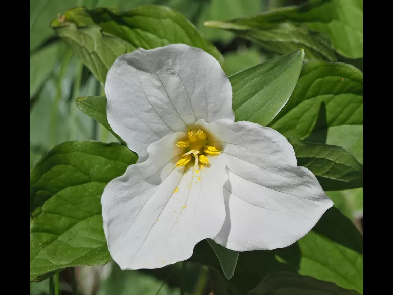 An American bullfrog at Garden in the Woods in Framingham, photographed by Joan Chasan.