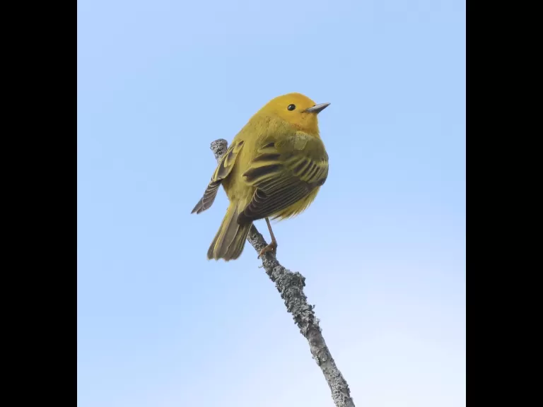A yellow warbler at Breakneck Hill Conservation Land in Southborough, photographed by Steve Forman.