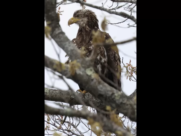 A bald eagle at Great Meadows National Wildlife Refuge in Concord, photographed by Steve Forman.