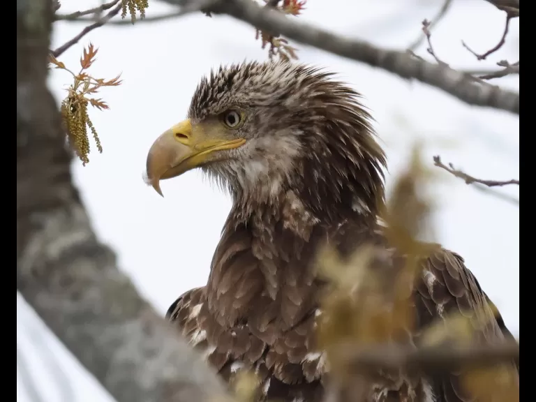 A bald eagle at Great Meadows National Wildlife Refuge in Concord, photographed by Steve Forman.