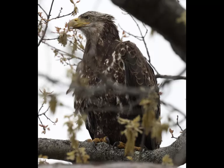 A bald eagle at Great Meadows National Wildlife Refuge in Concord, photographed by Steve Forman.