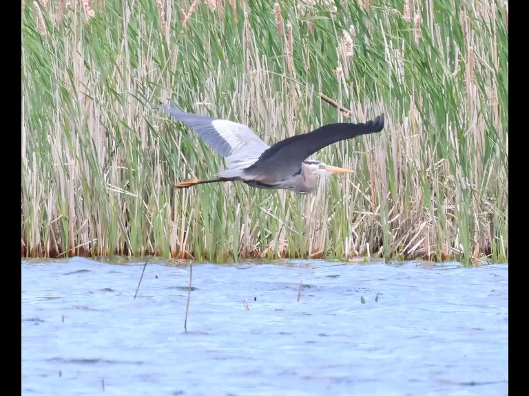 A bald eagle at Great Meadows National Wildlife Refuge in Concord, photographed by Steve Forman.