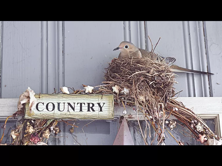 A northern flicker in Northborough, photographed by Sandy Howard.