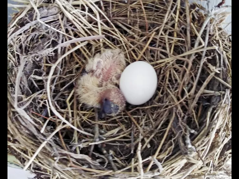 A northern flicker in Northborough, photographed by Sandy Howard.
