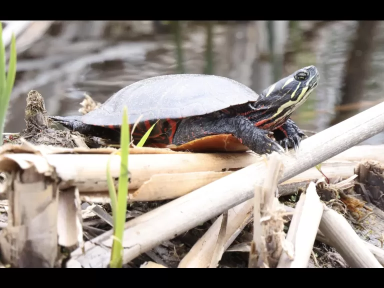 A bald eagle at Great Meadows National Wildlife Refuge in Concord, photographed by Steve Forman.