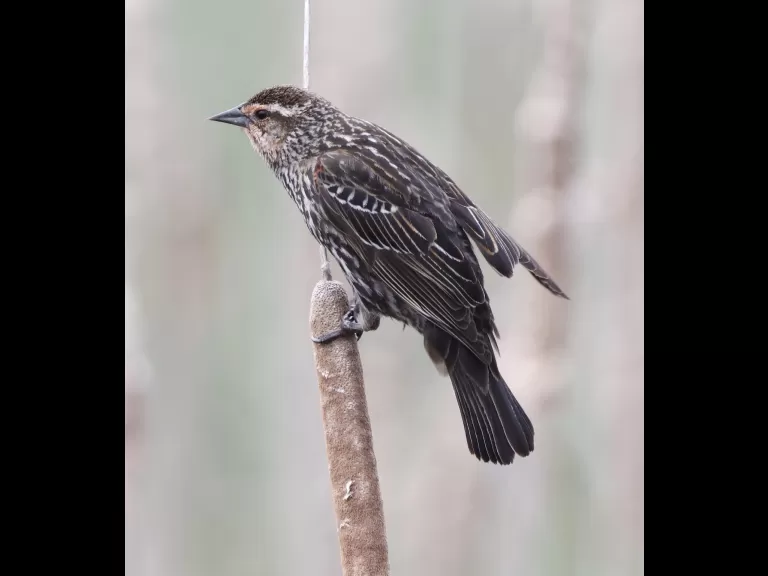 A bald eagle at Great Meadows National Wildlife Refuge in Concord, photographed by Steve Forman.