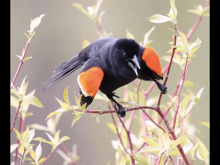 A bald eagle at Great Meadows National Wildlife Refuge in Concord, photographed by Steve Forman.