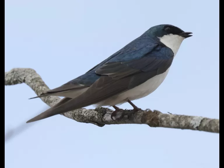 A bald eagle at Great Meadows National Wildlife Refuge in Concord, photographed by Steve Forman.