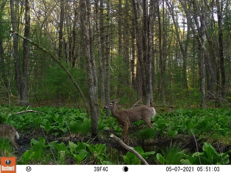 Coyotes at SVT's Memorial Forest in Sudbury, photographed with an automatically triggered wildlife camera by Craig Smith.
