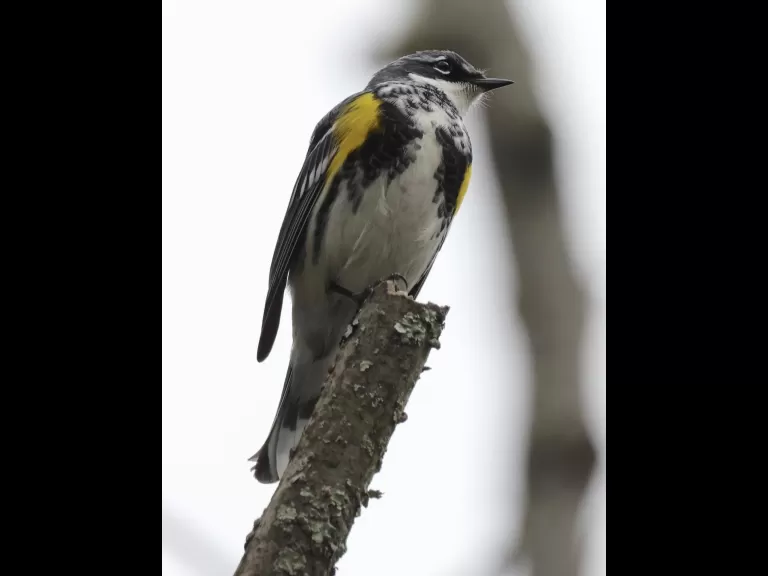 A yellow-rumped warbler at Hager Pond in Marlborough, photographed by Steve Forman.