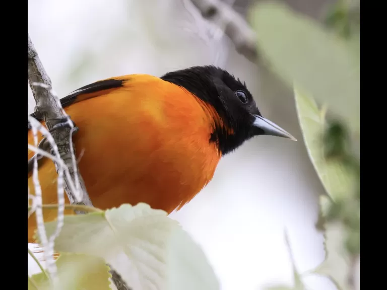 A yellow-rumped warbler at Hager Pond in Marlborough, photographed by Steve Forman.