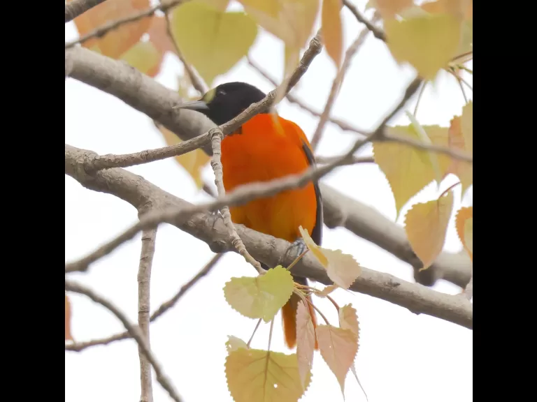 A yellow-rumped warbler at Hager Pond in Marlborough, photographed by Steve Forman.