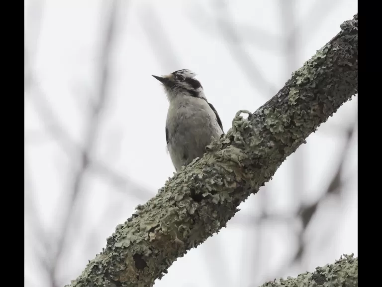 A yellow-rumped warbler at Hager Pond in Marlborough, photographed by Steve Forman.
