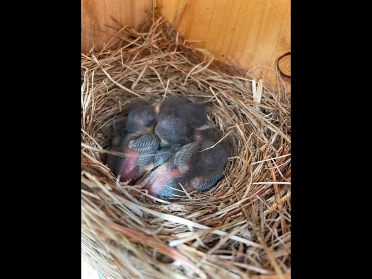 Eastern bluebirds nestlings in Framingham, photographed by Michael Welles.