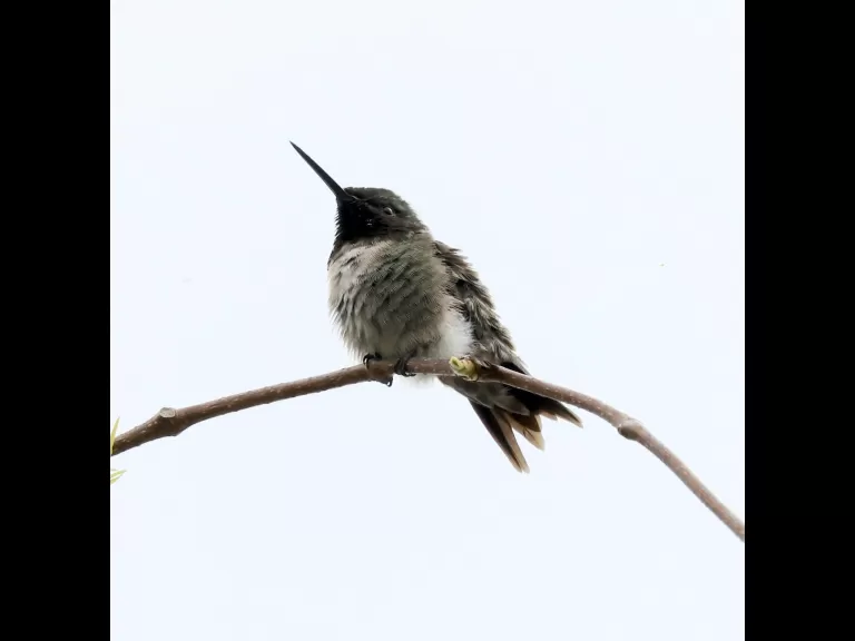 A yellow warbler at Breakneck Hill Conservation Land in Southborough, photographed by Steve Forman.