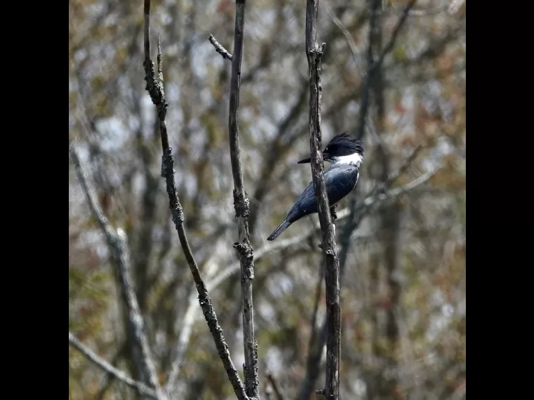 A belted kingfisher at SVT's Cedar Hill Reservation in Northborough, photographed by Victoria Holland.