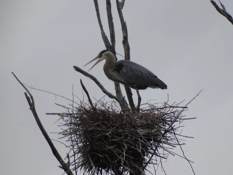 A great blue heron at SVT's Lyons-Cutler Reservation in Sudbury, photographed by Cindy Winer.