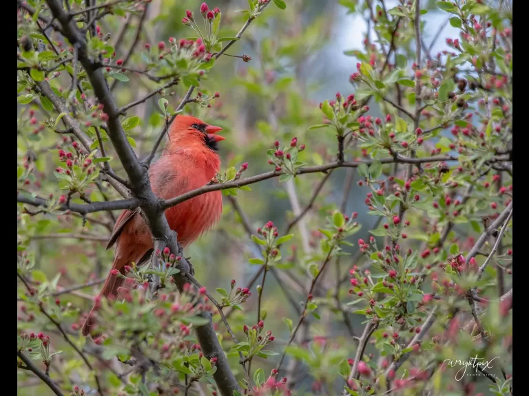 A northern cardinal in Westborough, photographed by Nancy Wright.