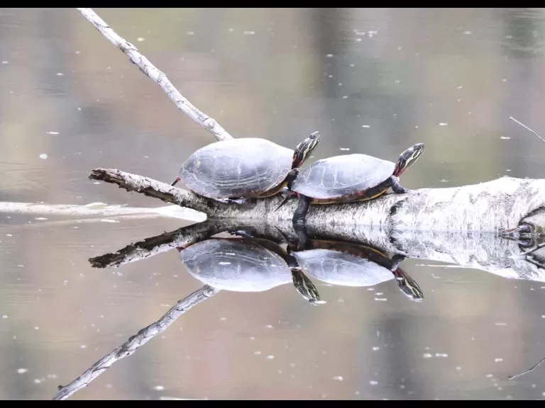 A gray catbird at Breakneck Hill Conservation Land in Southborough, photographed by Steve Forman.