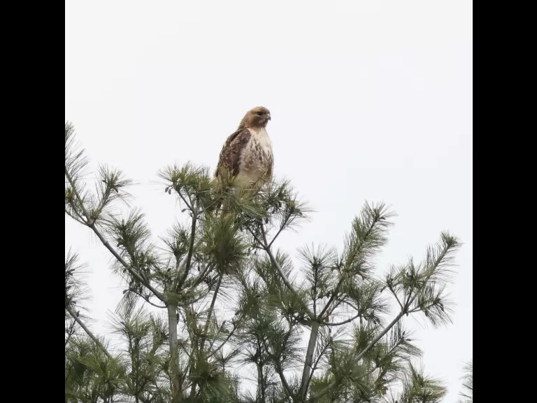 A gray catbird at Breakneck Hill Conservation Land in Southborough, photographed by Steve Forman.
