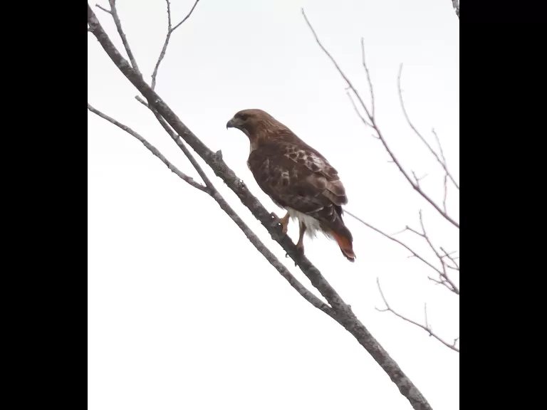 A red-tailed hawk in Southborough, photographed by Steve Forman.