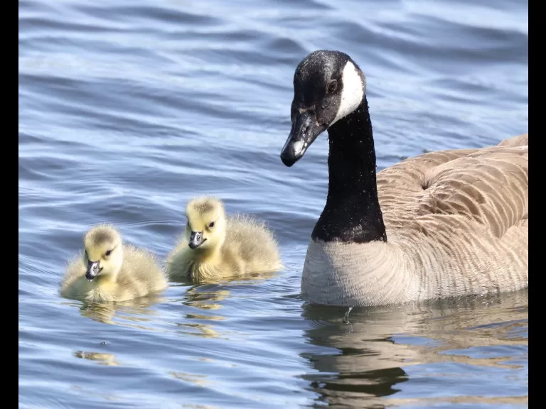 Canada geese at Farm Pond in Framingham, photographed by Steve Forman.