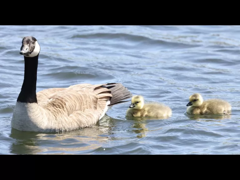 Canada geese at Farm Pond in Framingham, photographed by Steve Forman.