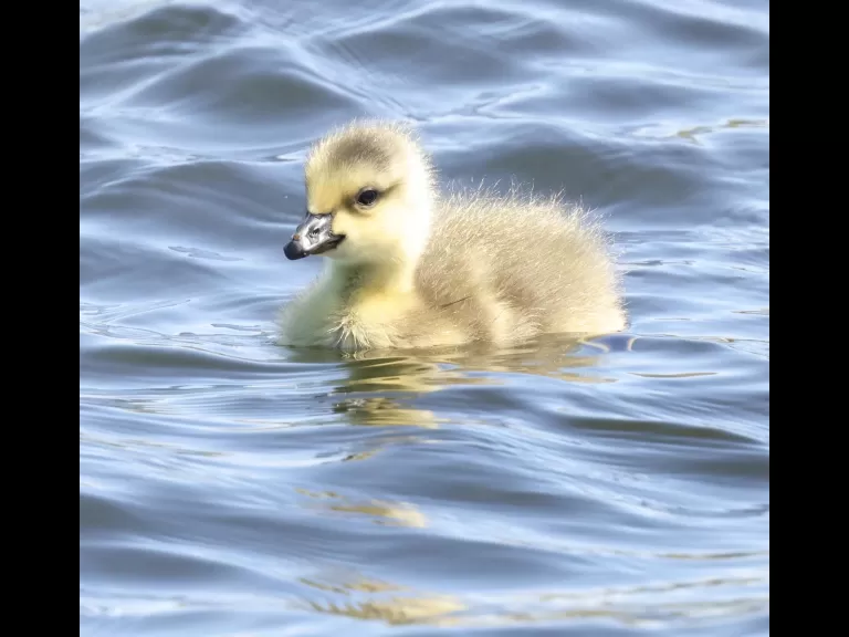 Canada geese at Farm Pond in Framingham, photographed by Steve Forman.