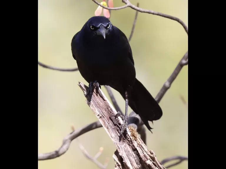 An eastern kingbird at Hager Pond in Marlborough, photographed by Steve Forman.