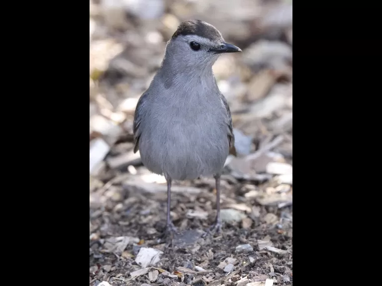 An eastern kingbird at Hager Pond in Marlborough, photographed by Steve Forman.