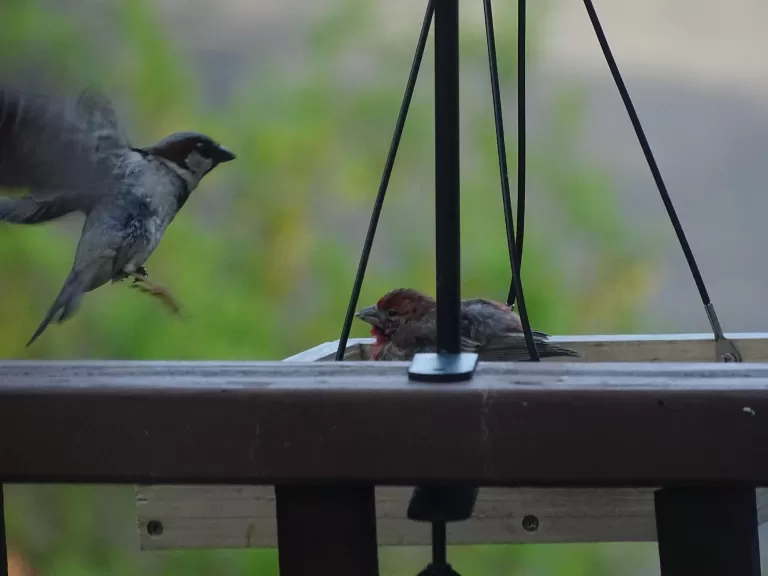 A northern cardinal in Ashland, photographed by Cindy Winer.