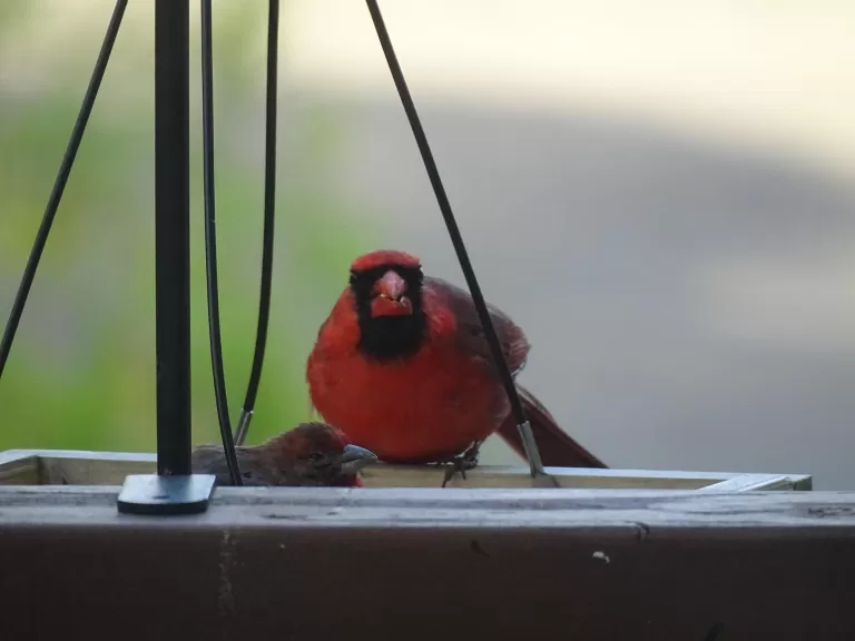 A northern cardinal in Ashland, photographed by Cindy Winer.