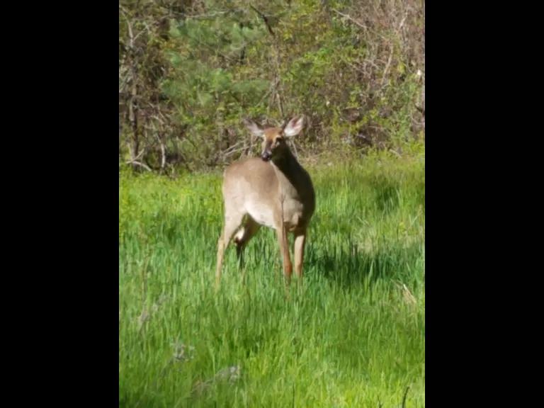 A white-tailed deer at SVT's Smith Conservation Land in Littleton, photographed by Michele Girard.